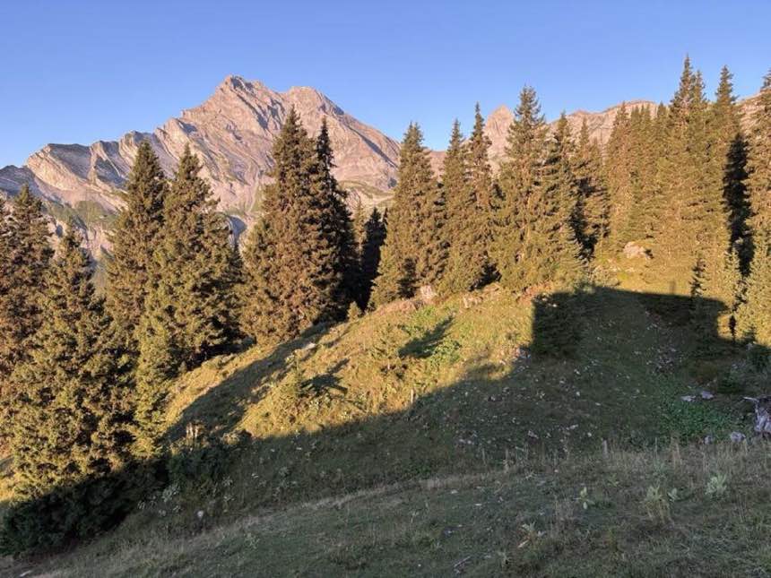 Evening light on an alpine fir forest with a mountain peak