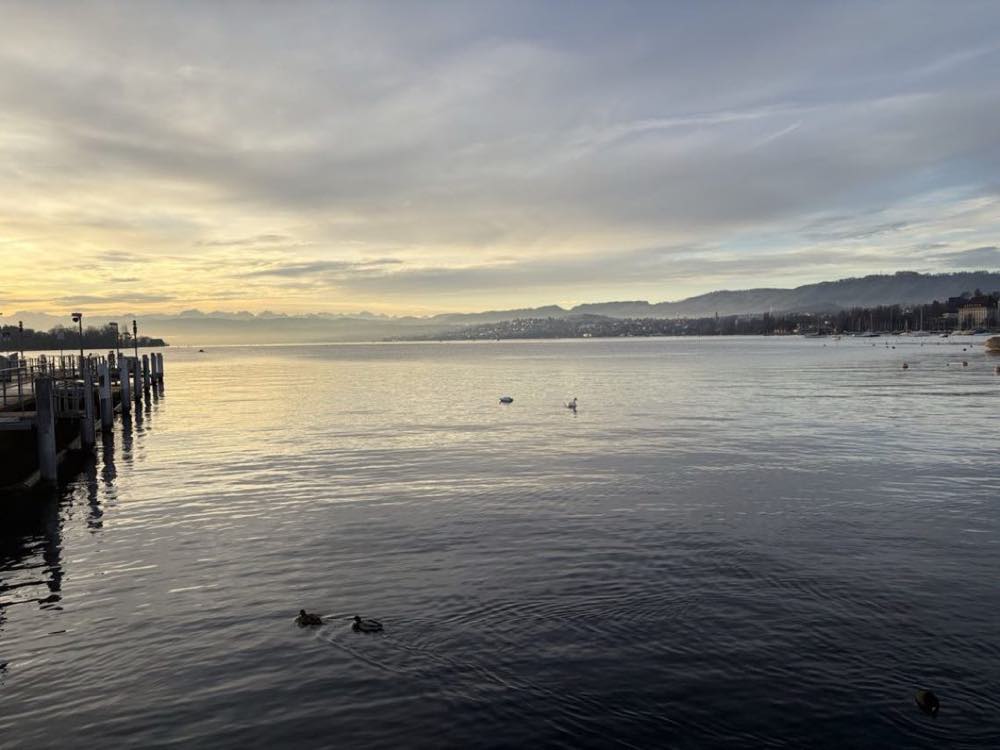 Lake Zürich at dusk with the Alps on the horizon and swans on the water