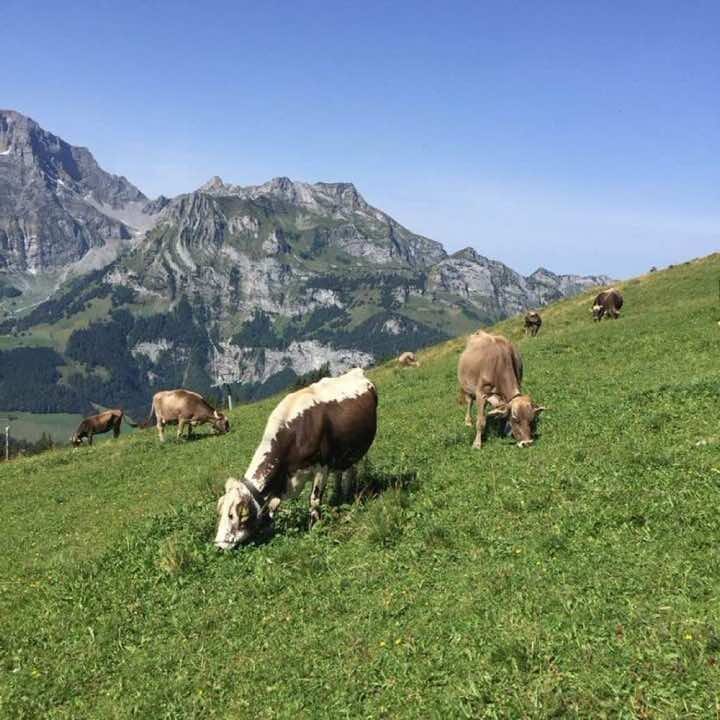 Swiss Brown cows grazing on a green alpine meadow below rocky peaks
